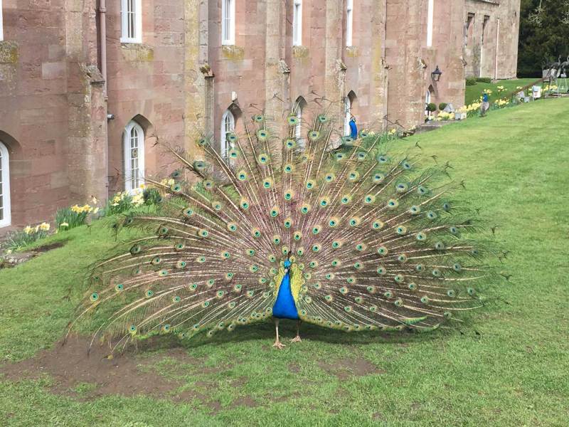 Scone-Palace-Peacock