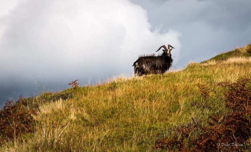 Feral-goat-island-of-Kerrera-scaled