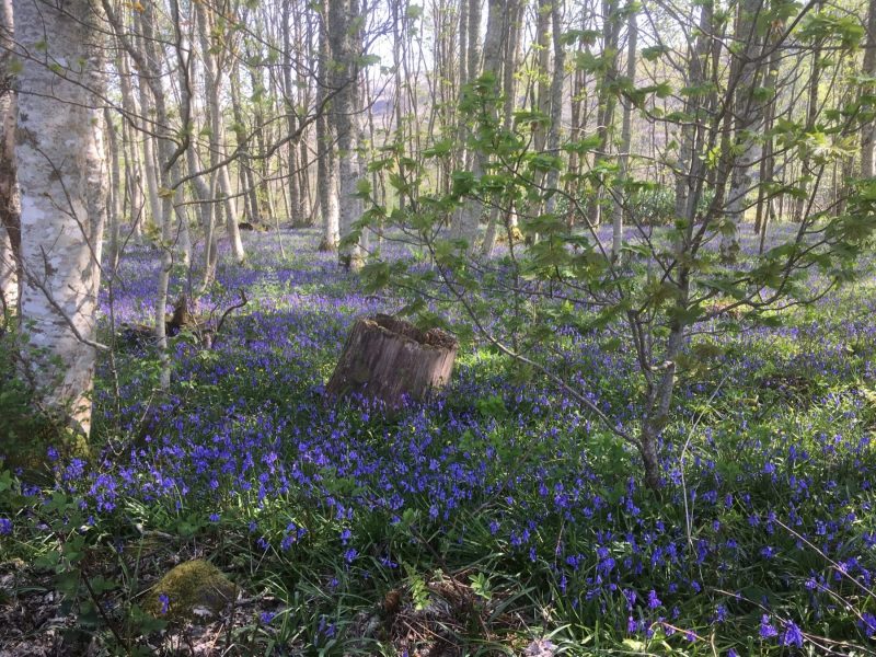 Kilmartin-Glen-Argyll-bluebells-scaled