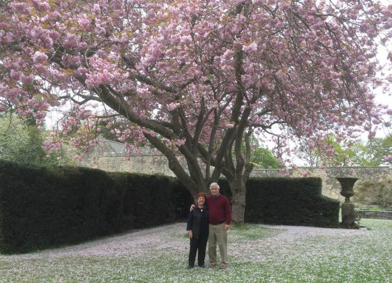 Falkland-Palace-gardens-cherry