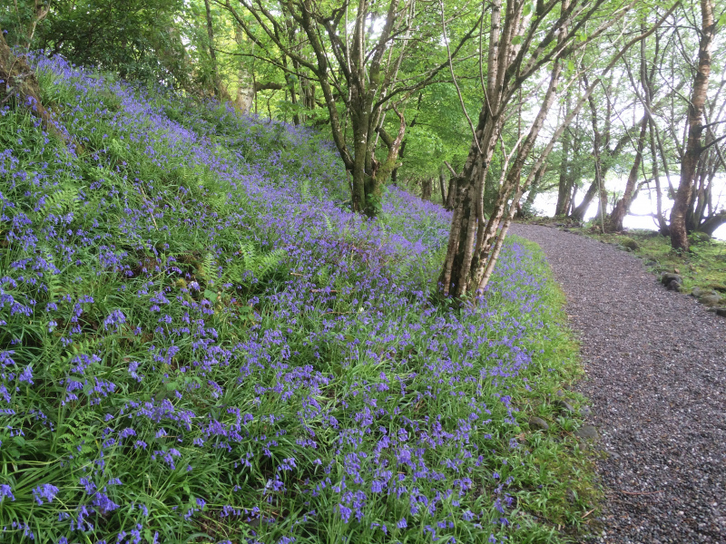 Lake-of-Menteith-Bluebells