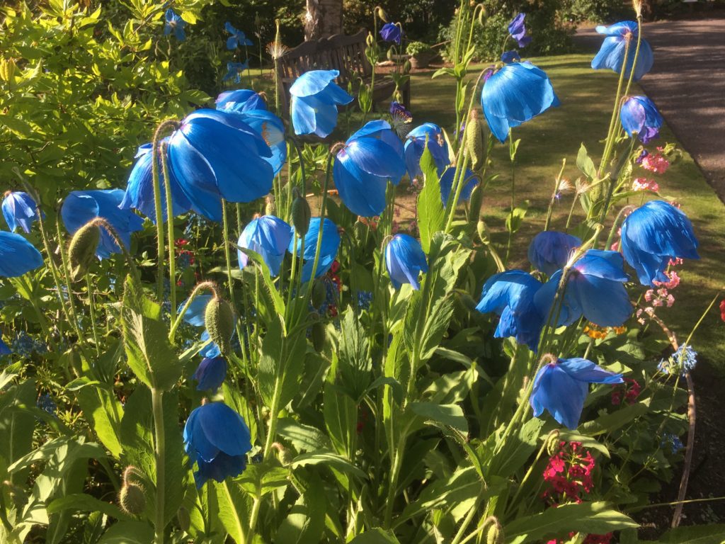 Blue Poppies