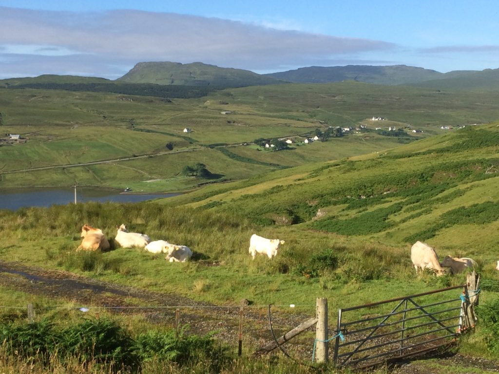 Cattle on the Isle of Skye