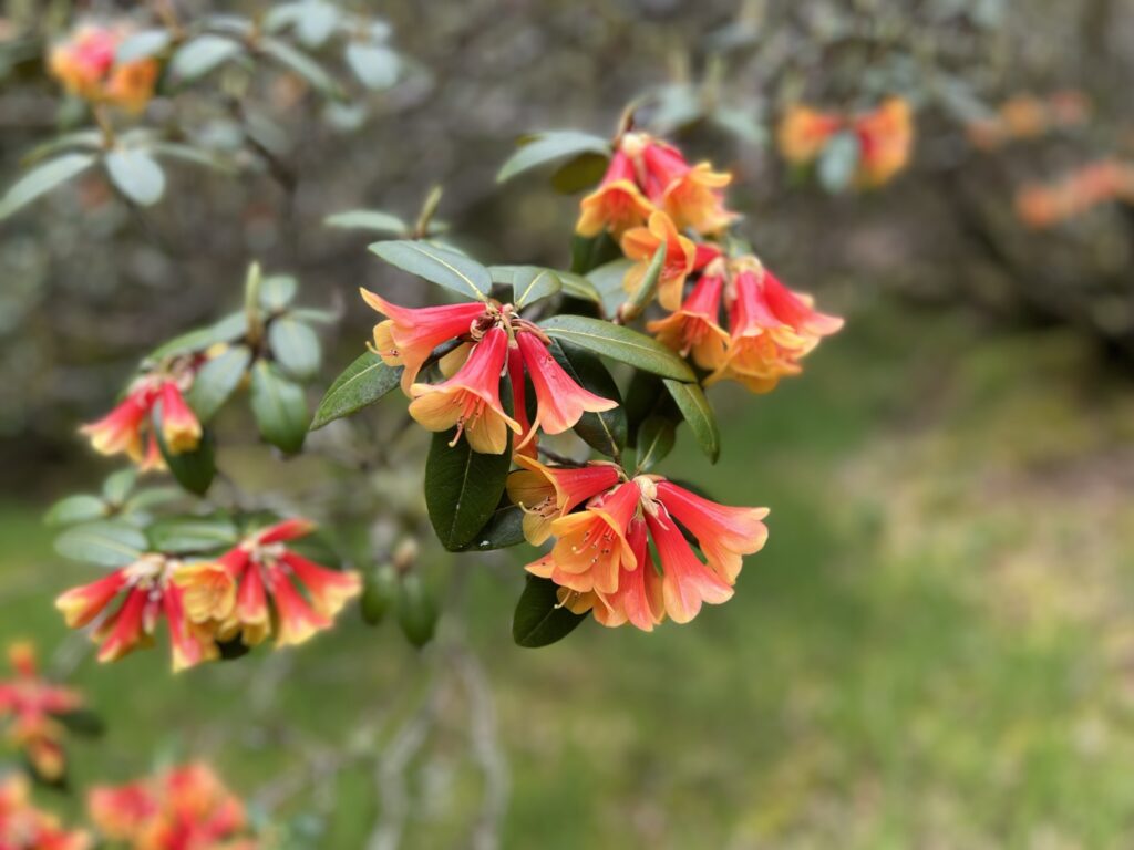 Brightly coloured spring flowers