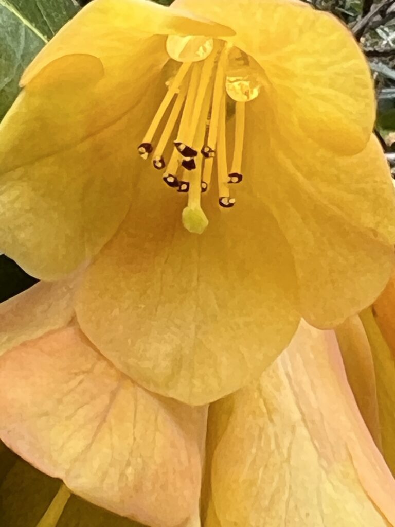 Bright yellow flower