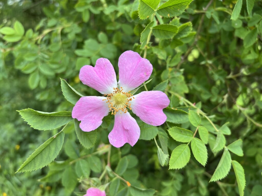 Pink flower Dog Rose