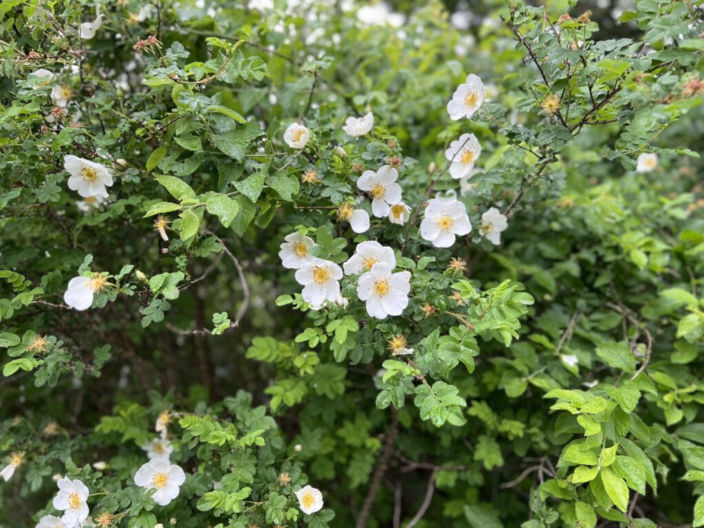 Dog Rose white bush