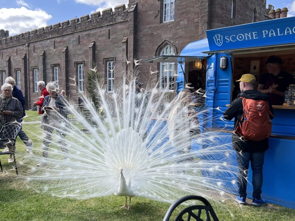 White peacock at Scone Palace