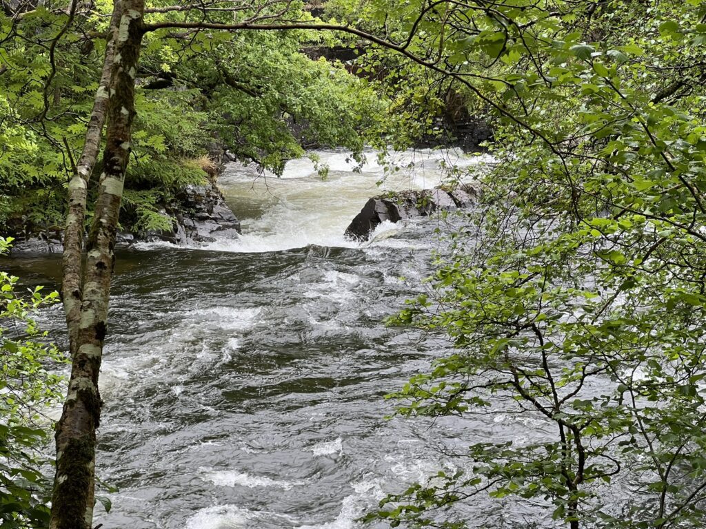 Rushing water behind the trees
