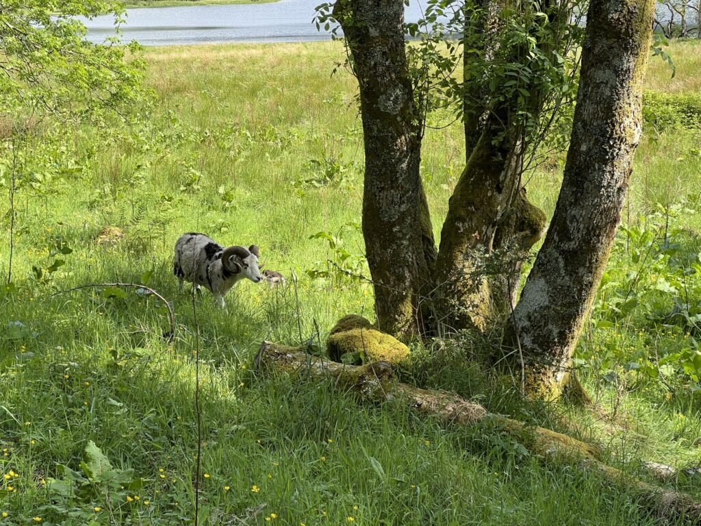Soay Sheep
